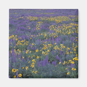 NA, USA, Washington Dalles, Lupine and Magnet