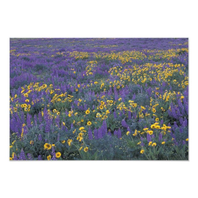NA, USA, Washington Dalles, Lupine and Photo Print (Front)