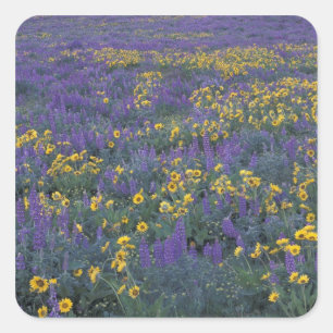 NA, USA, Washington Dalles, Lupine and Square Sticker