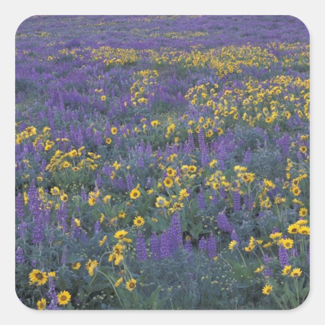 NA, USA, Washington Dalles, Lupine and Square Sticker (Front)