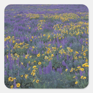 NA, USA, Washington Dalles, Lupine and Square Sticker