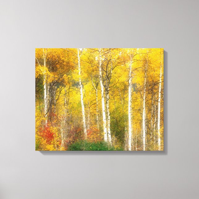 NA, USA, Washington, Fall Aspen Trees along Canvas Print (Front)