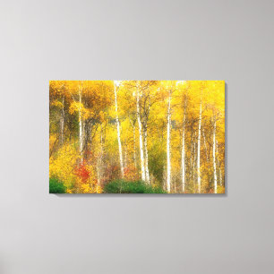 NA, USA, Washington, Fall Aspen Trees along Canvas Print