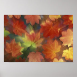 NA, USA, Washington, Issaquah, Vine maple Poster