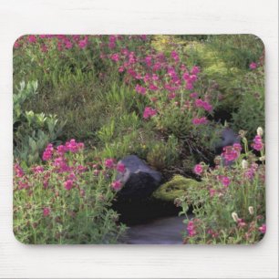 NA, USA, Washington, Mt. Rainier NP, Pink Mouse Mat