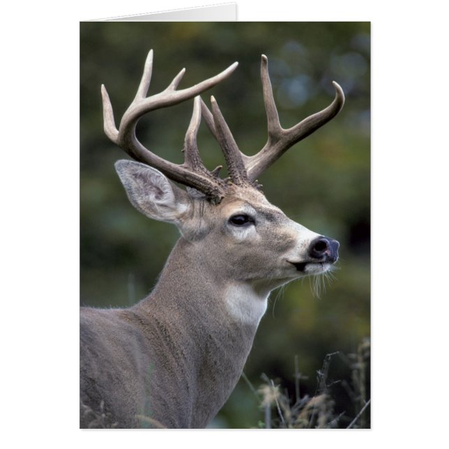 NA, USA, Washington State, White-tailed deer, (Front)