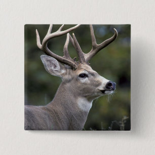 NA, USA, Washington State, White-tailed deer, 15 Cm Square Badge