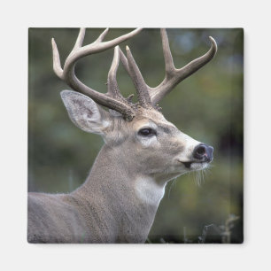 NA, USA, Washington State, White-tailed deer, Magnet