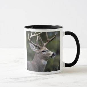 NA, USA, Washington State, White-tailed deer, Mug