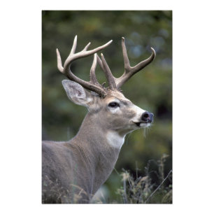 NA, USA, Washington State, White-tailed deer, Photo Print