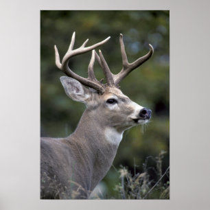 NA, USA, Washington State, White-tailed deer, Poster