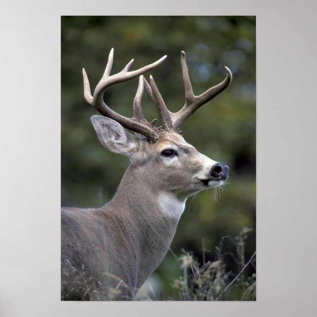 NA, USA, Washington State, White-tailed deer, Poster (Front)