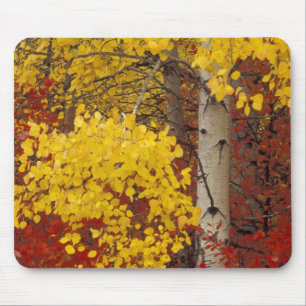 NA, USA, Washington, Wenatchee National Forest. Mouse Mat