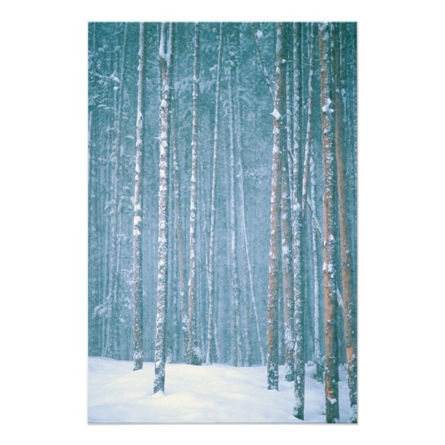 NA, USA, WY. Snowy winter scene among Photo Print (Front)