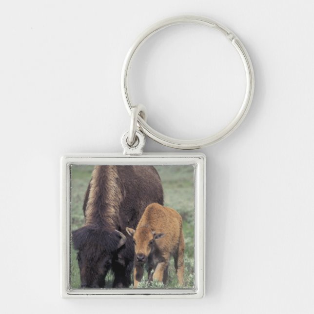 NA, USA, Wyoming, Yellowstone National Park. Key Ring (Front)