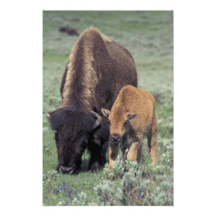 NA, USA, Wyoming, Yellowstone National Park. Photo Print