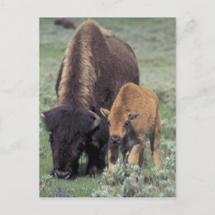 NA, USA, Wyoming, Yellowstone National Park. Postcard