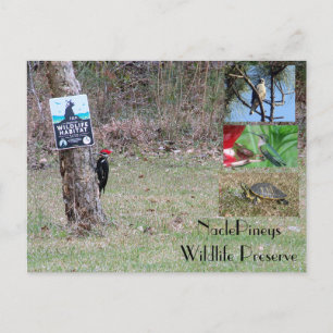 Nacle Pineys Postcard