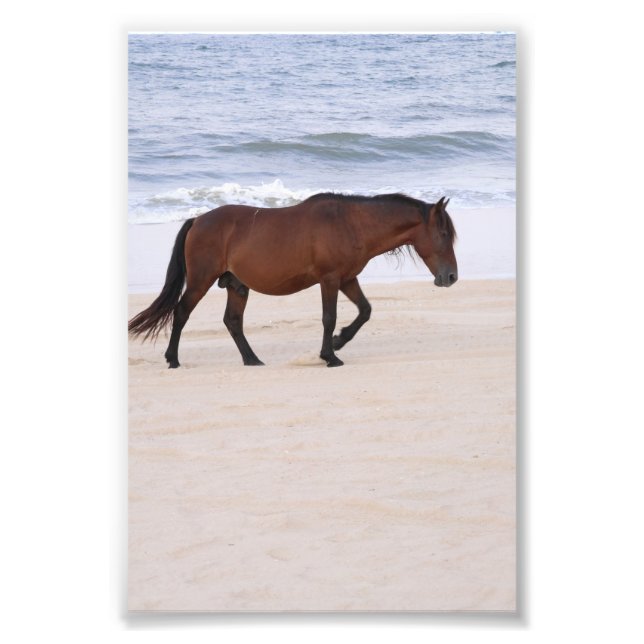 Nag on the beach, Outer Banks North Carolina Photo Print (Front)