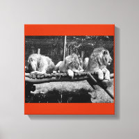 Nairobi Lions - B&W