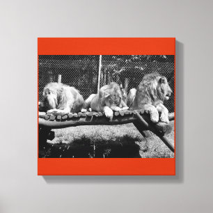 Nairobi Lions - B&W Canvas Print