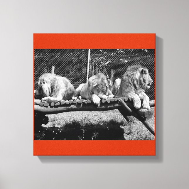 Nairobi Lions - B&W Canvas Print (Front)