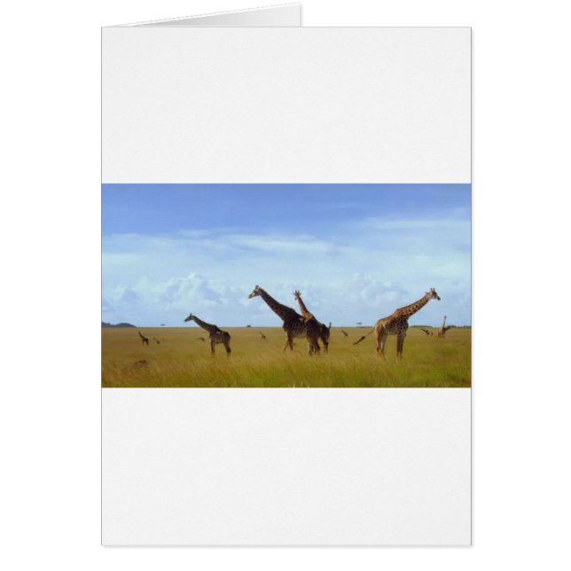 Nairobi National Park Giraffes (Front)