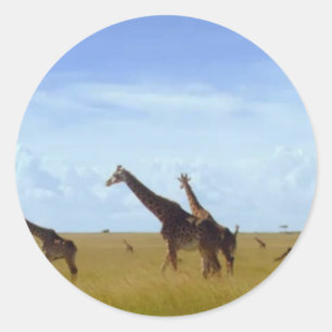 Nairobi National Park Giraffes Classic Round Sticker