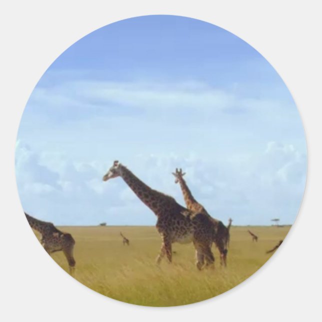 Nairobi National Park Giraffes Classic Round Sticker (Front)