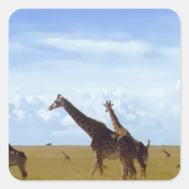 Nairobi National Park Giraffes Square Sticker (Front)