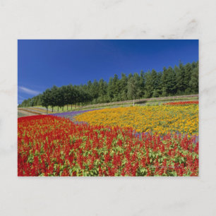 Nakafurano, Sorachi, Hokkaido, Japan Postcard