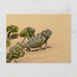 Namaqua Chameleon on Desert Sand with Jade Plant Postcard