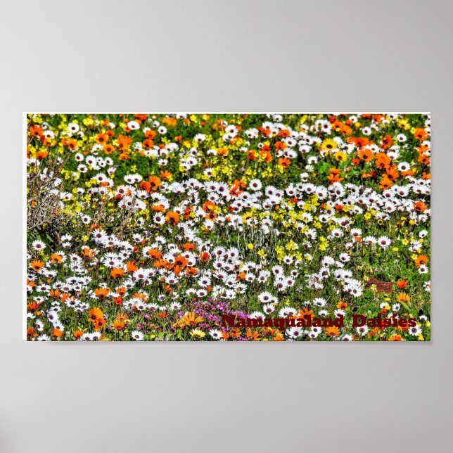 Namaqualand Daisies Season Poster (Front)