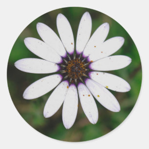 Namaqualand Wild Flower South Africa Classic Round Sticker