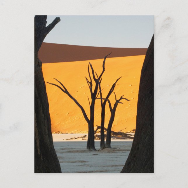 Namib-Naukluft Park, Sossusvlei | Dead Vlei Postcard (Front)