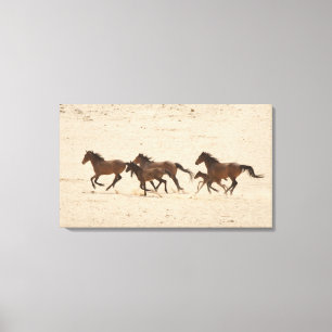 Namibia, Aus. Group of running wild horses on Canvas Print