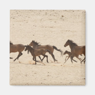 Namibia, Aus. Group of running wild horses on Magnet