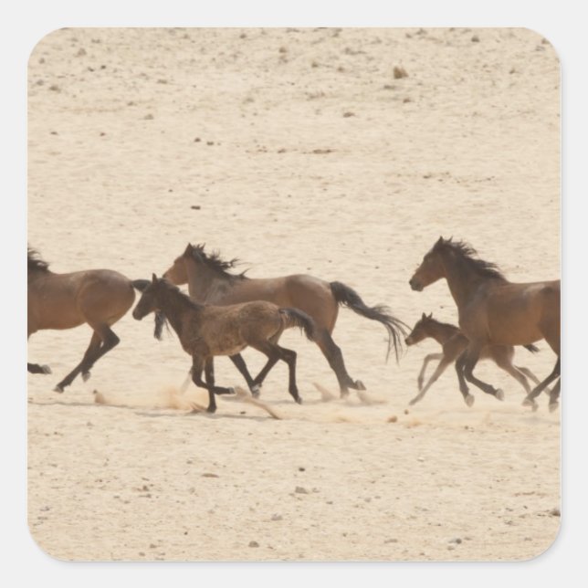 Namibia, Aus. Group of running wild horses on Square Sticker (Front)