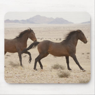 Namibia, Aus. Wild horses running on the Namib Mouse Mat