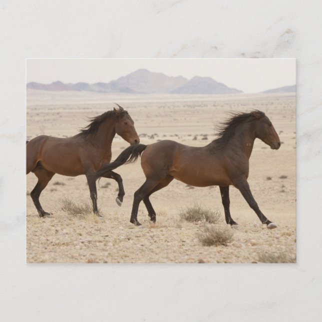 Namibia, Aus. Wild horses running on the Namib Postcard (Front)