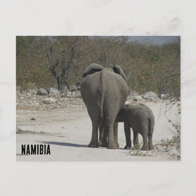 namibia elephants postcard (Front)
