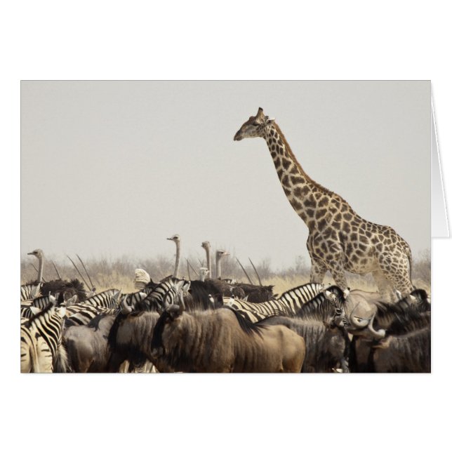 Namibia, Etosha National Park. A lone giraffe (Front Horizontal)