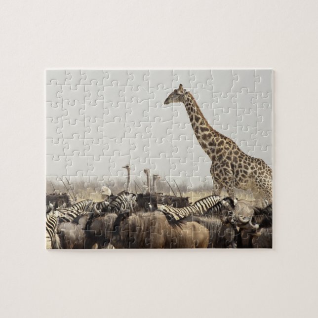 Namibia, Etosha National Park. A lone giraffe Jigsaw Puzzle (Horizontal)