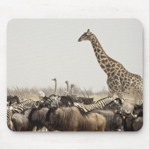 Namibia, Etosha National Park. A lone giraffe Mouse Mat