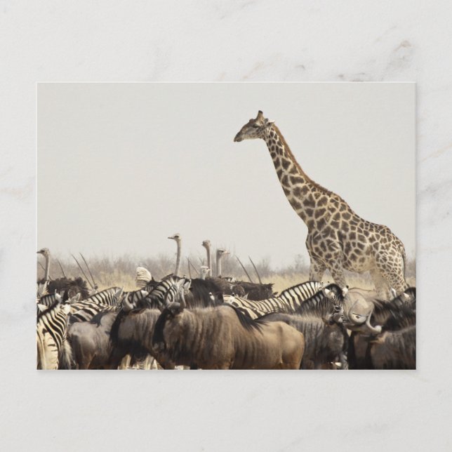 Namibia, Etosha National Park. A lone giraffe Postcard (Front)