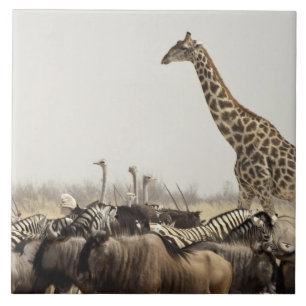 Namibia, Etosha National Park. A lone giraffe Tile