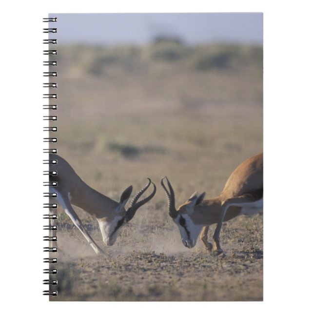 Namibia, Etosha National Park, Two male Notebook (Front)