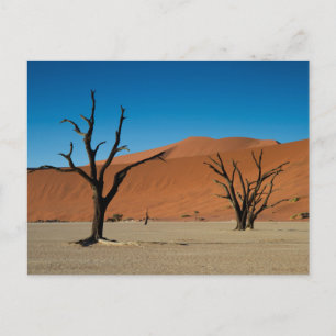 Namibia - Petrified trees at Dead Vlei postcard