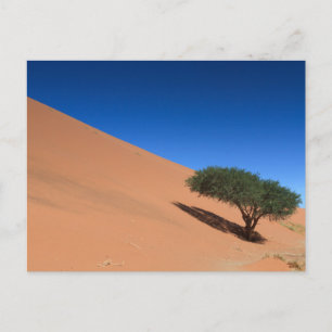 Namibia - Tree near a dune at Sossusvlei postcard