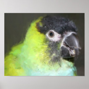 Nanday Conure Parrot Photo Painting Poster